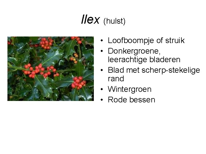 Ilex (hulst) • Loofboompje of struik • Donkergroene, leerachtige bladeren • Blad met scherp-stekelige