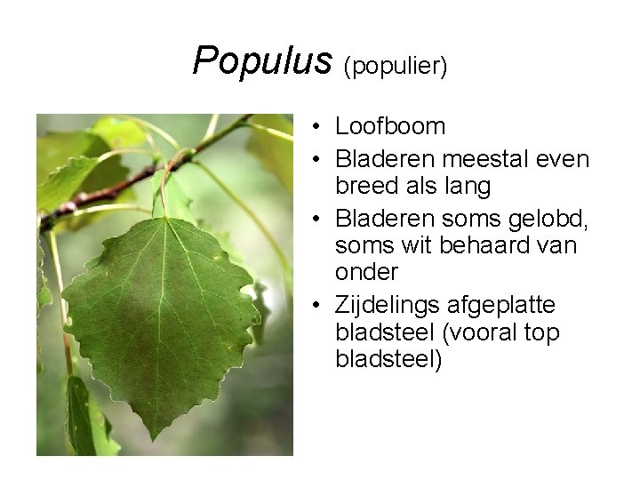 Populus (populier) • Loofboom • Bladeren meestal even breed als lang • Bladeren soms