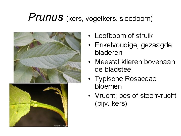 Prunus (kers, vogelkers, sleedoorn) • Loofboom of struik • Enkelvoudige, gezaagde bladeren • Meestal