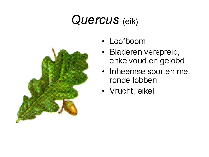 Quercus (eik) • Loofboom • Bladeren verspreid, enkelvoud en gelobd • Inheemse soorten met