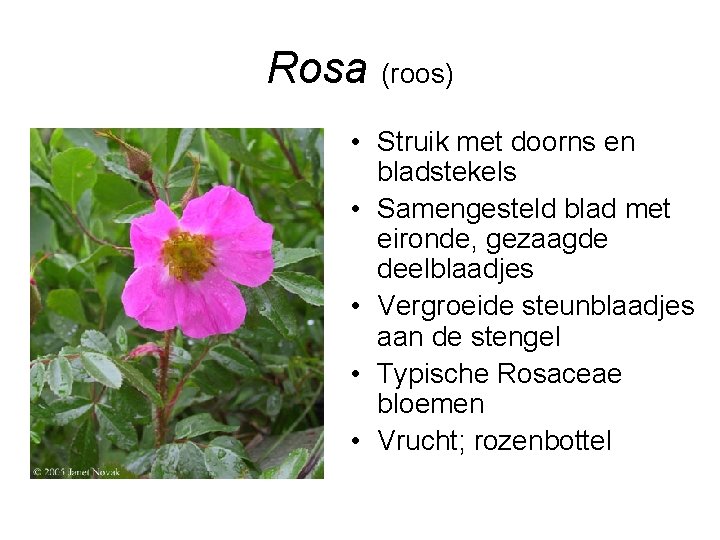 Rosa (roos) • Struik met doorns en bladstekels • Samengesteld blad met eironde, gezaagde