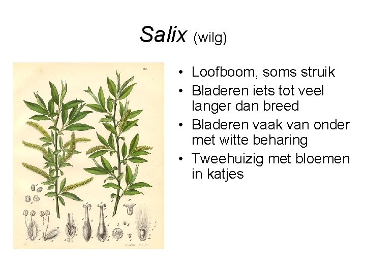 Salix (wilg) • Loofboom, soms struik • Bladeren iets tot veel langer dan breed