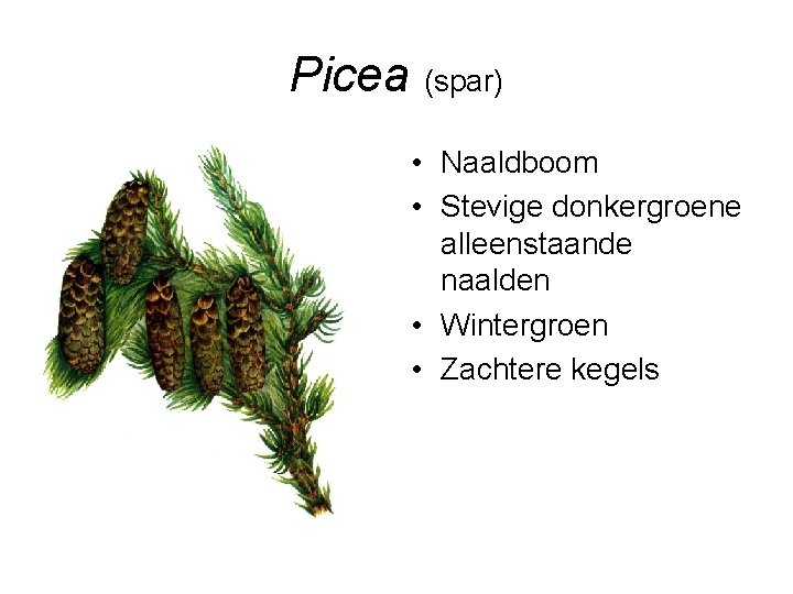 Picea (spar) • Naaldboom • Stevige donkergroene alleenstaande naalden • Wintergroen • Zachtere kegels