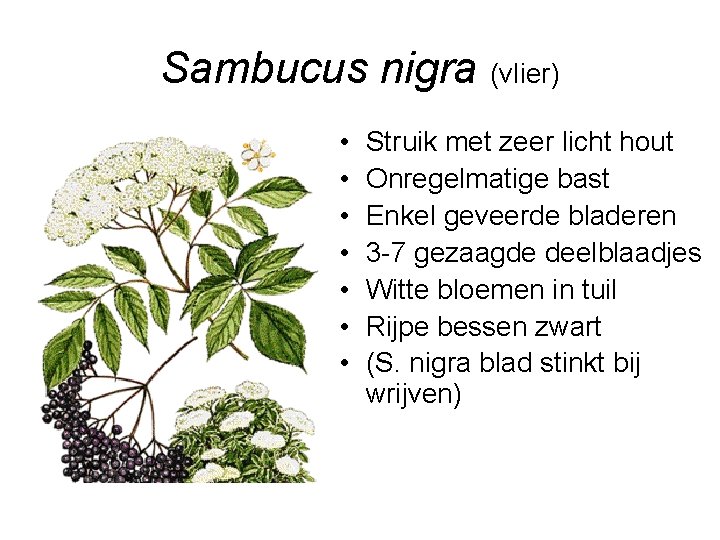 Sambucus nigra (vlier) • • Struik met zeer licht hout Onregelmatige bast Enkel geveerde