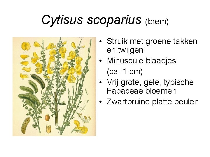 Cytisus scoparius (brem) • Struik met groene takken en twijgen • Minuscule blaadjes (ca.