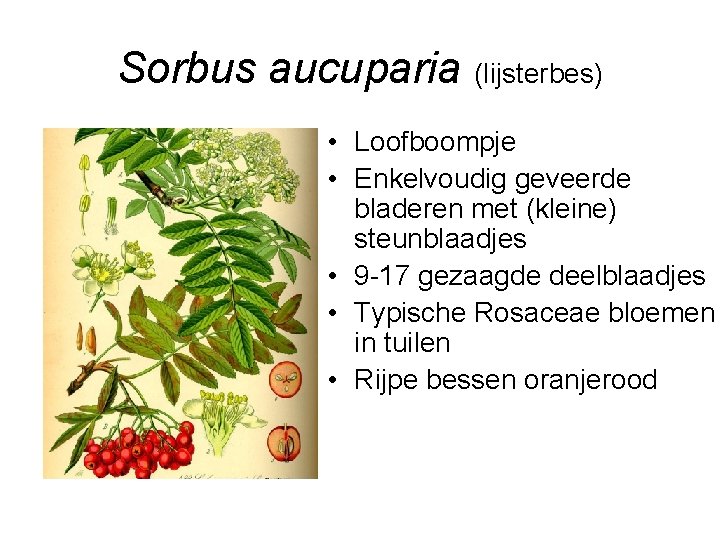 Sorbus aucuparia (lijsterbes) • Loofboompje • Enkelvoudig geveerde bladeren met (kleine) steunblaadjes • 9