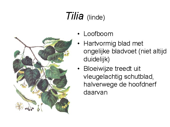 Tilia (linde) • Loofboom • Hartvormig blad met ongelijke bladvoet (niet altijd duidelijk) •