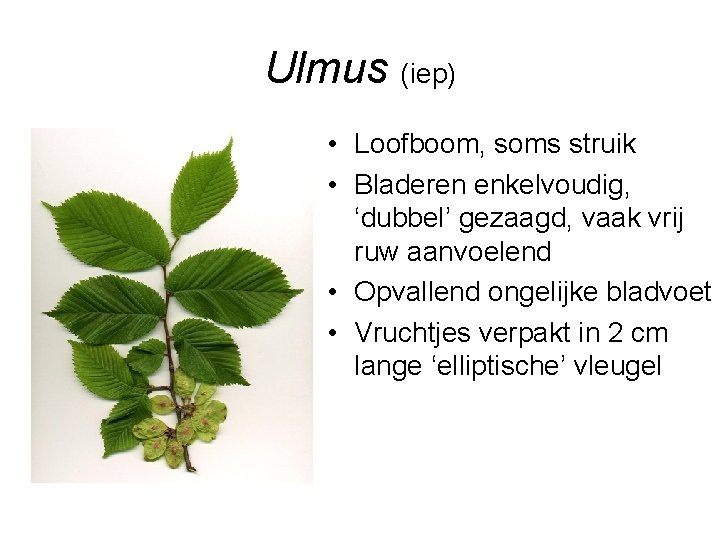 Ulmus (iep) • Loofboom, soms struik • Bladeren enkelvoudig, ‘dubbel’ gezaagd, vaak vrij ruw
