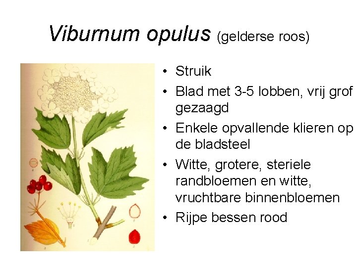 Viburnum opulus (gelderse roos) • Struik • Blad met 3 -5 lobben, vrij grof