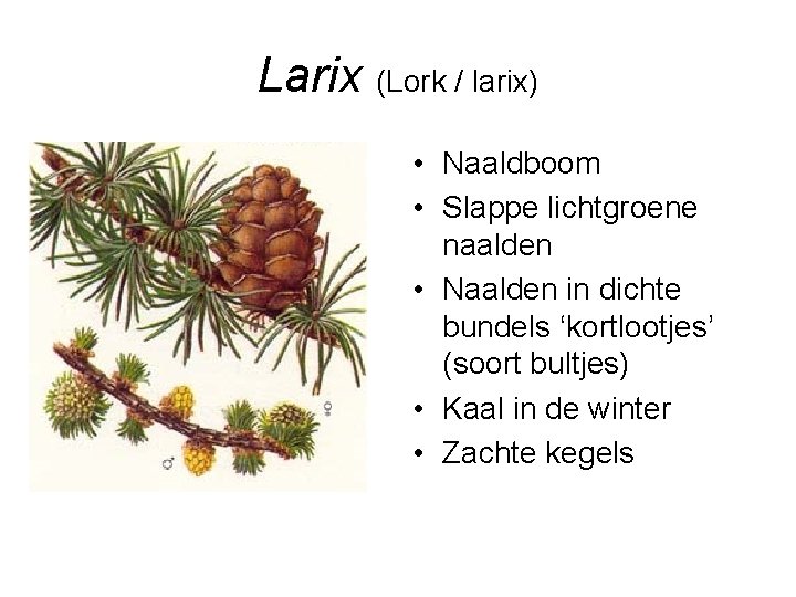 Larix (Lork / larix) • Naaldboom • Slappe lichtgroene naalden • Naalden in dichte