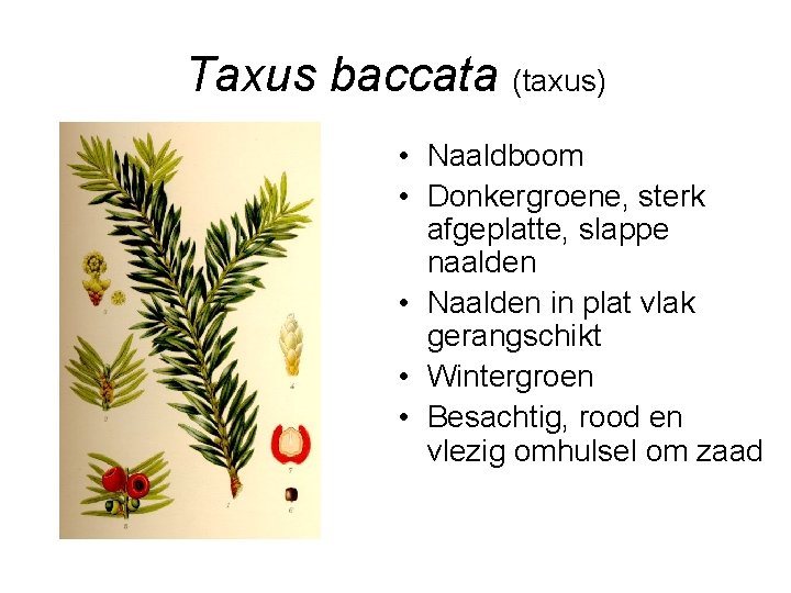 Taxus baccata (taxus) • Naaldboom • Donkergroene, sterk afgeplatte, slappe naalden • Naalden in