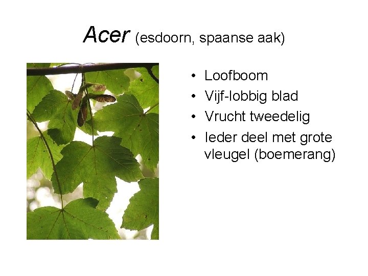 Acer (esdoorn, spaanse aak) • • Loofboom Vijf-lobbig blad Vrucht tweedelig Ieder deel met