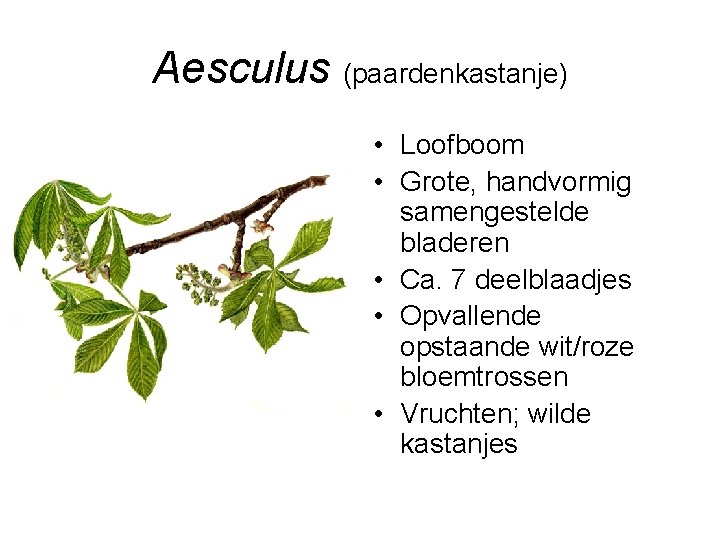 Aesculus (paardenkastanje) • Loofboom • Grote, handvormig samengestelde bladeren • Ca. 7 deelblaadjes •