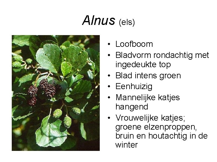 Alnus (els) • Loofboom • Bladvorm rondachtig met ingedeukte top • Blad intens groen