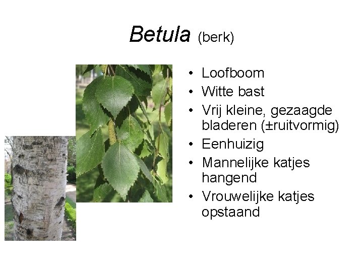 Betula (berk) • Loofboom • Witte bast • Vrij kleine, gezaagde bladeren (±ruitvormig) •