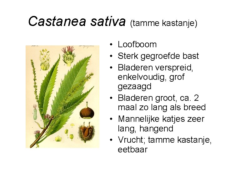 Castanea sativa (tamme kastanje) • Loofboom • Sterk gegroefde bast • Bladeren verspreid, enkelvoudig,