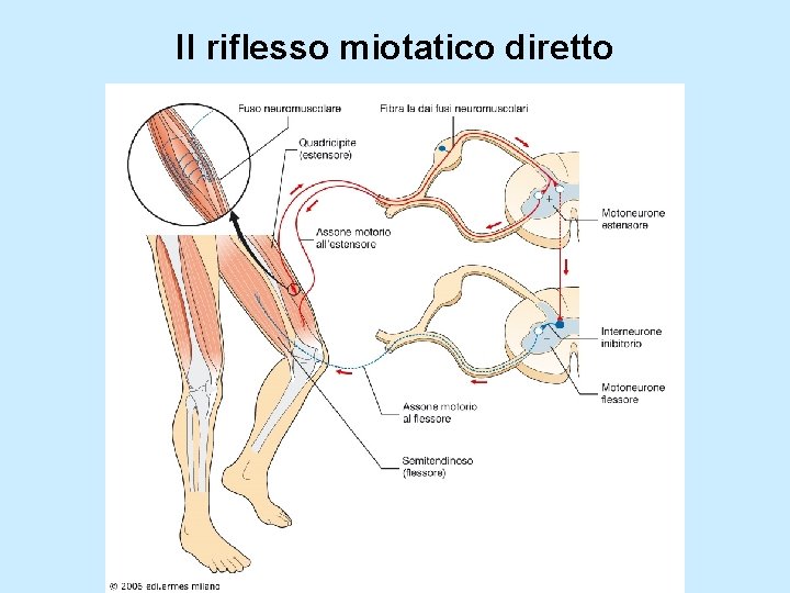 Il riflesso miotatico diretto 