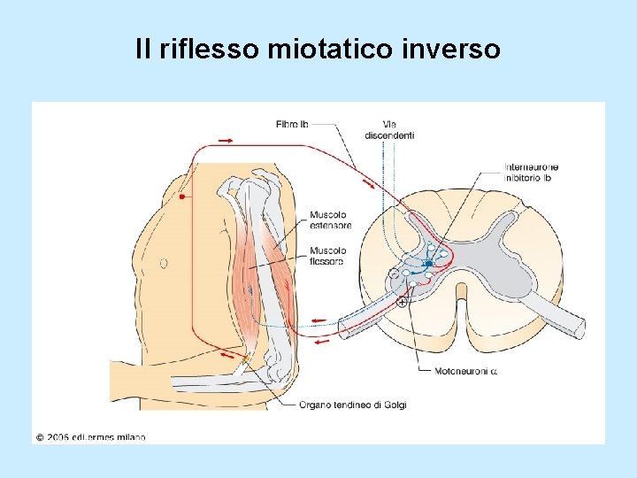 Il riflesso miotatico inverso 
