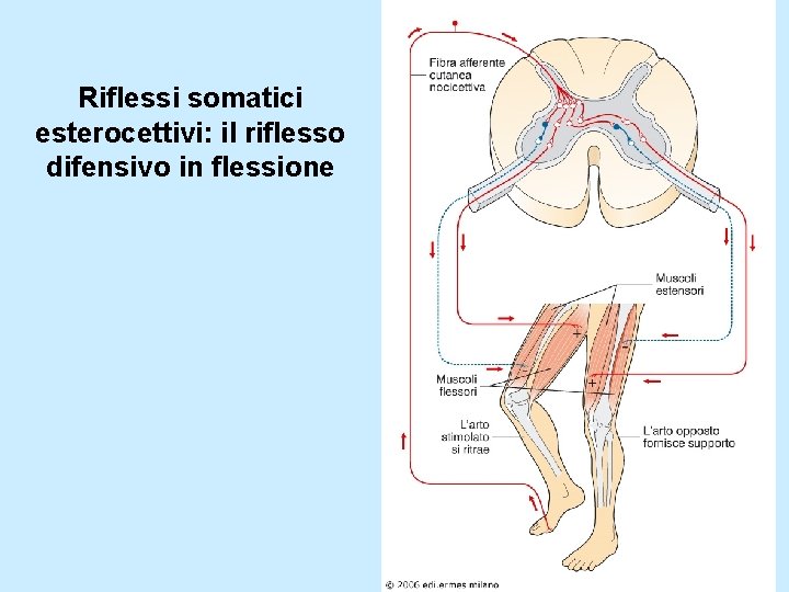 Riflessi somatici esterocettivi: il riflesso difensivo in flessione 