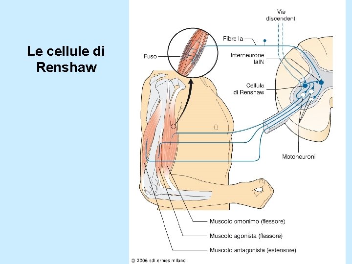 Le cellule di Renshaw 