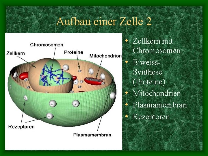 Aufbau einer Zelle 2 • Zellkern mit • • Chromosomen Eiweiss. Synthese (Proteine) Mitochondrien