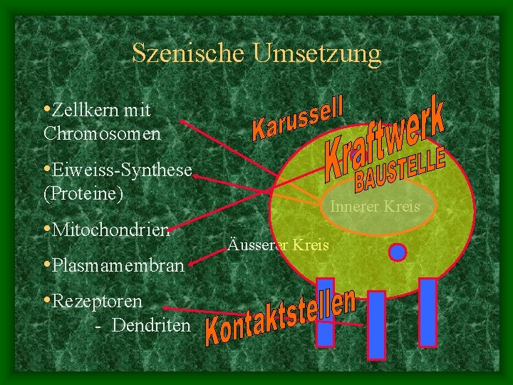 Szenische Umsetzung • Zellkern mit Chromosomen • Eiweiss-Synthese (Proteine) • Mitochondrien • Plasmamembran •