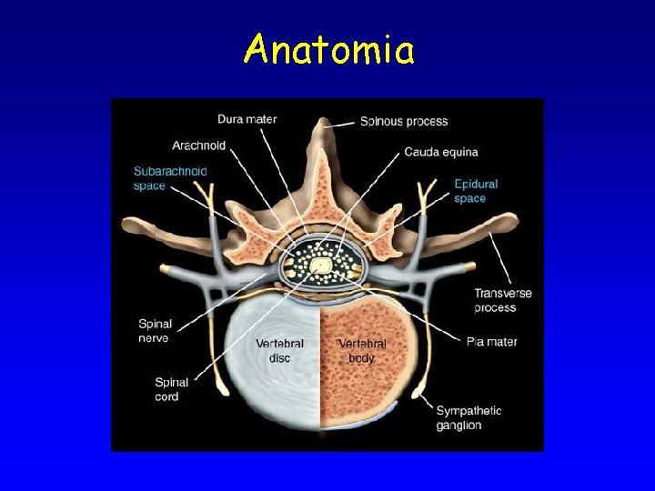 Anatomia 