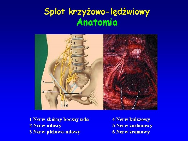 Splot krzyżowo-lędźwiowy Anatomia 1 Nerw skórny boczny uda 2 Nerw udowy 3 Nerw płciowo-udowy