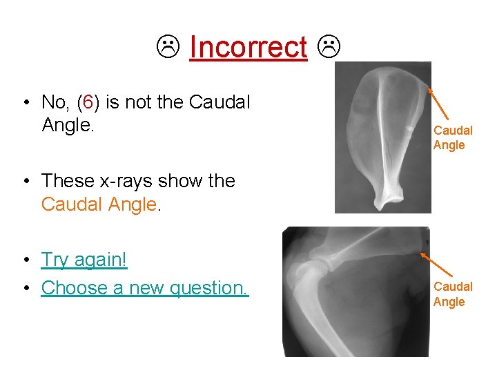  Incorrect • No, (6) is not the Caudal Angle • These x-rays show