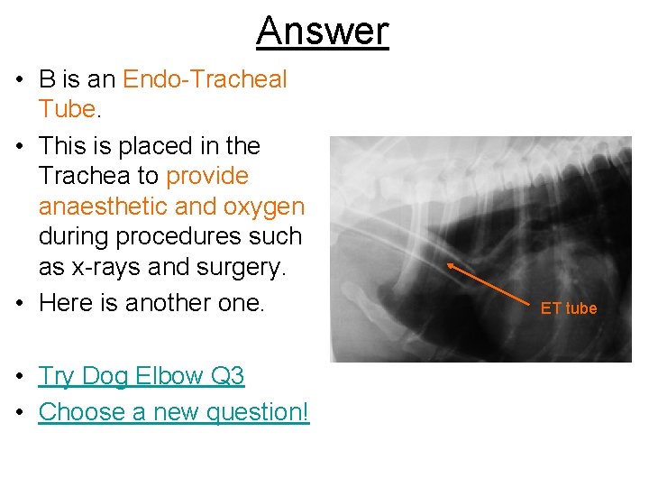 Answer • B is an Endo-Tracheal Tube. • This is placed in the Trachea