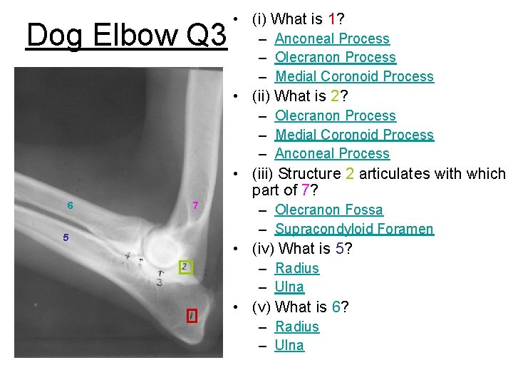 Dog Elbow Q 3 • (i) What is 1? – Anconeal Process – Olecranon