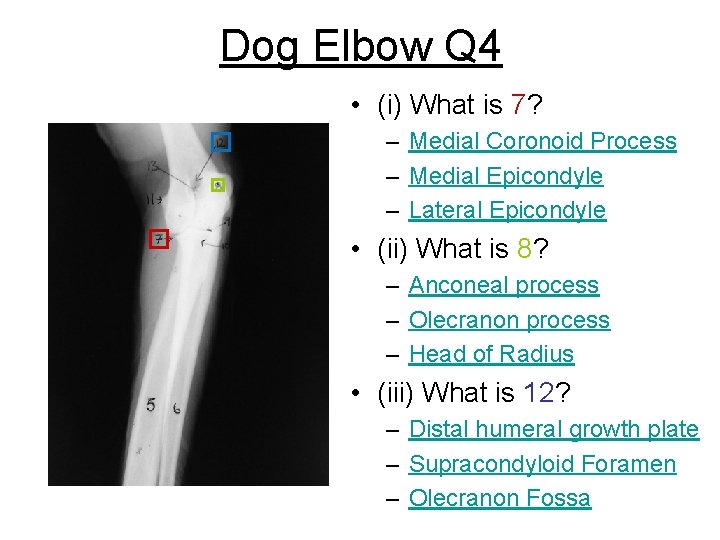 Dog Elbow Q 4 • (i) What is 7? – Medial Coronoid Process –