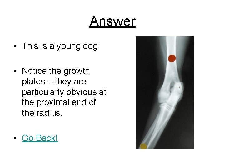 Answer • This is a young dog! • Notice the growth plates – they