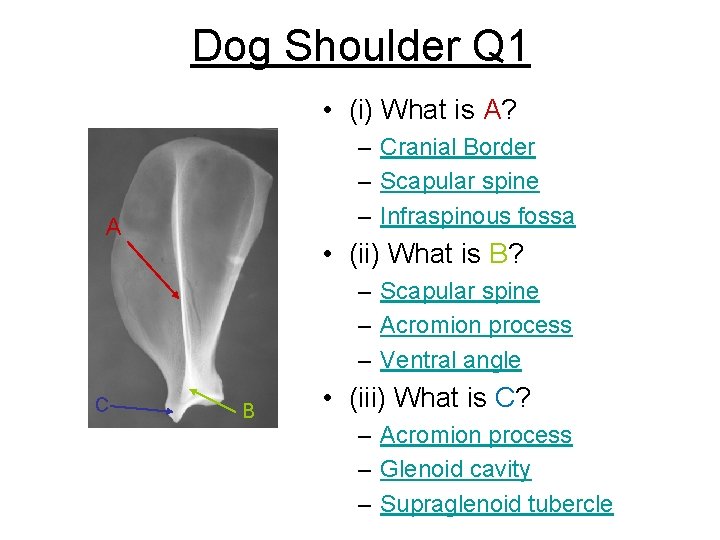 Dog Shoulder Q 1 • (i) What is A? – Cranial Border – Scapular