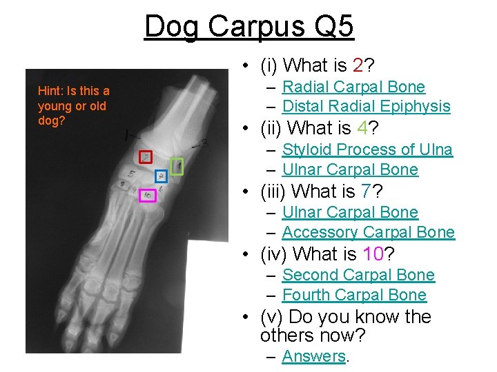 Dog Carpus Q 5 • (i) What is 2? Hint: Is this a young