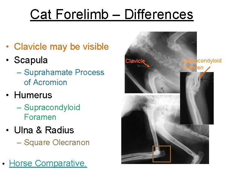Cat Forelimb – Differences • Clavicle may be visible • Scapula – Suprahamate Process