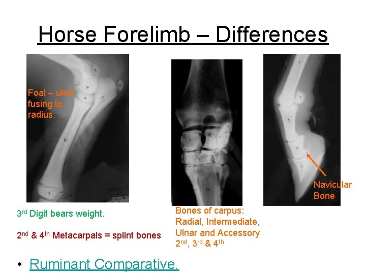 Horse Forelimb – Differences Foal – ulna fusing to radius. Navicular Bone 3 rd