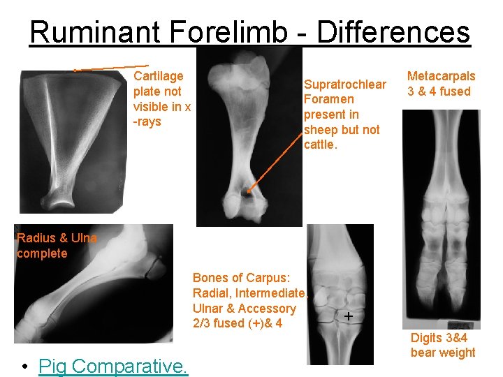 Ruminant Forelimb - Differences Cartilage plate not visible in x -rays Supratrochlear Foramen present