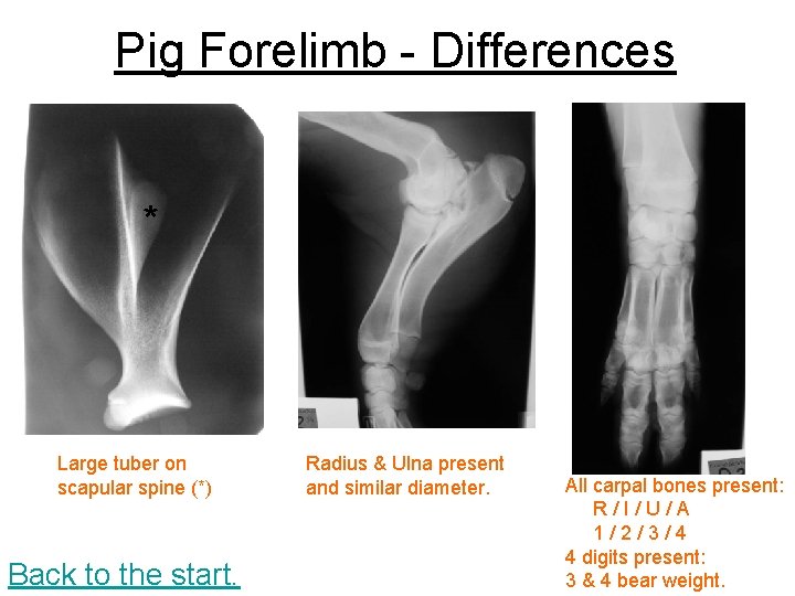 Pig Forelimb - Differences * Large tuber on scapular spine (*) Back to the