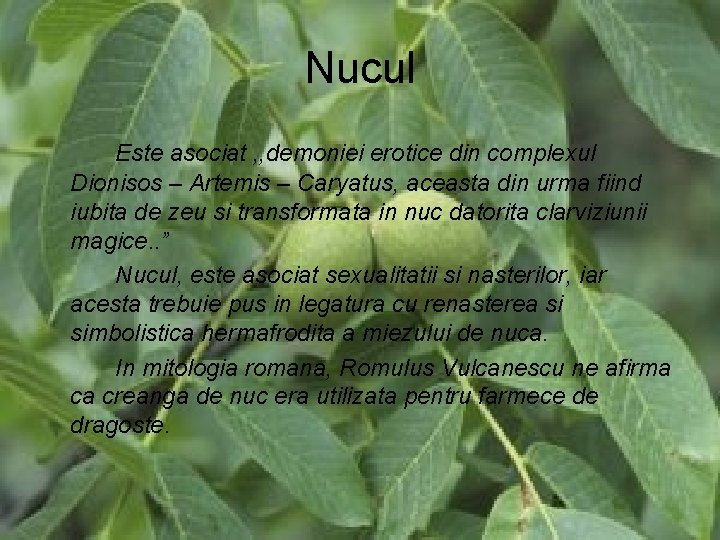 Nucul Este asociat , , demoniei erotice din complexul Dionisos – Artemis – Caryatus,