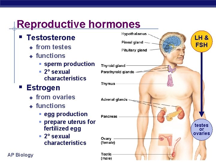 Reproductive hormones § Testosterone u u from testes functions LH & FSH § sperm