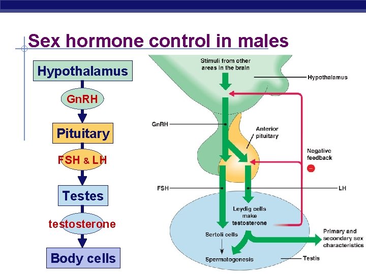 Sex hormone control in males Hypothalamus Gn. RH Pituitary FSH & LH Testes testosterone