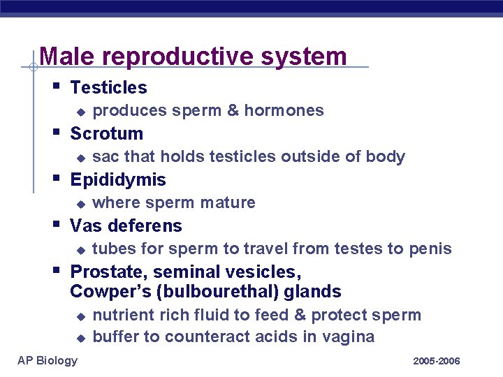 Male reproductive system § Testicles u produces sperm & hormones § Scrotum u sac