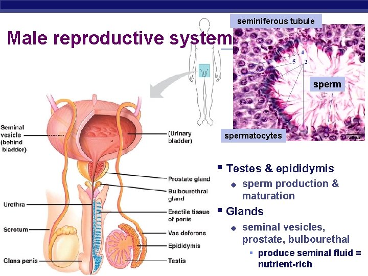 seminiferous tubule Male reproductive system spermatocytes § Testes & epididymis u sperm production &
