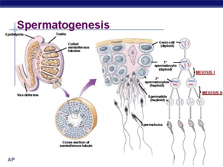 Spermatogenesis Epididymis Testis Coiled seminiferous tubules Germ cell (diploid) 1° spermatocyte (diploid) MEIOSIS I