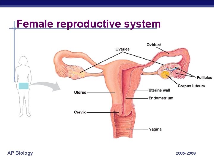 Female reproductive system AP Biology 2005 -2006 