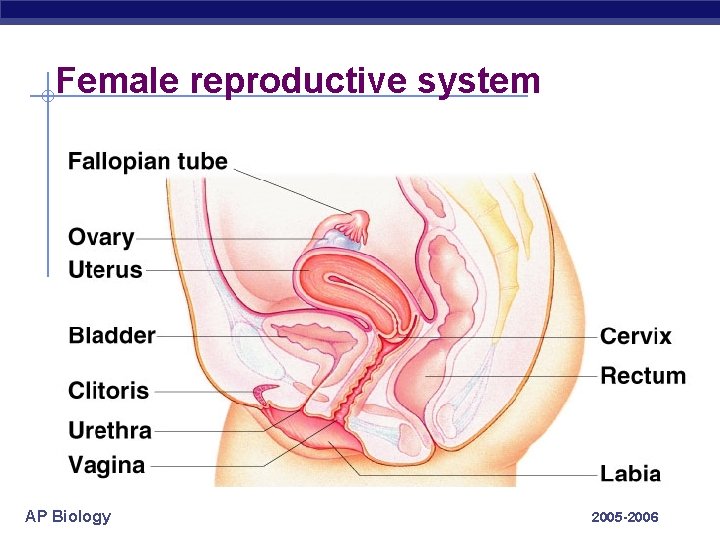 Female reproductive system AP Biology 2005 -2006 