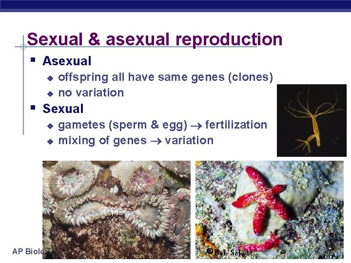 Sexual & asexual reproduction § Asexual u u offspring all have same genes (clones)