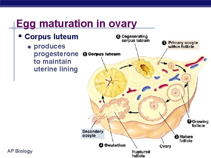 Egg maturation in ovary § Corpus luteum u AP Biology produces progesterone to maintain