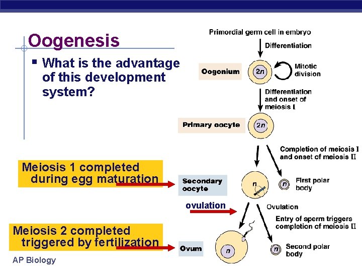 Oogenesis § What is the advantage of this development system? Meiosis 1 completed during